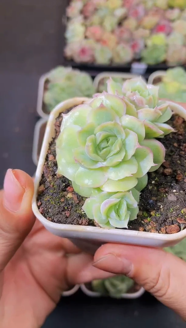 8015水晶虾饺量拍随机发一个