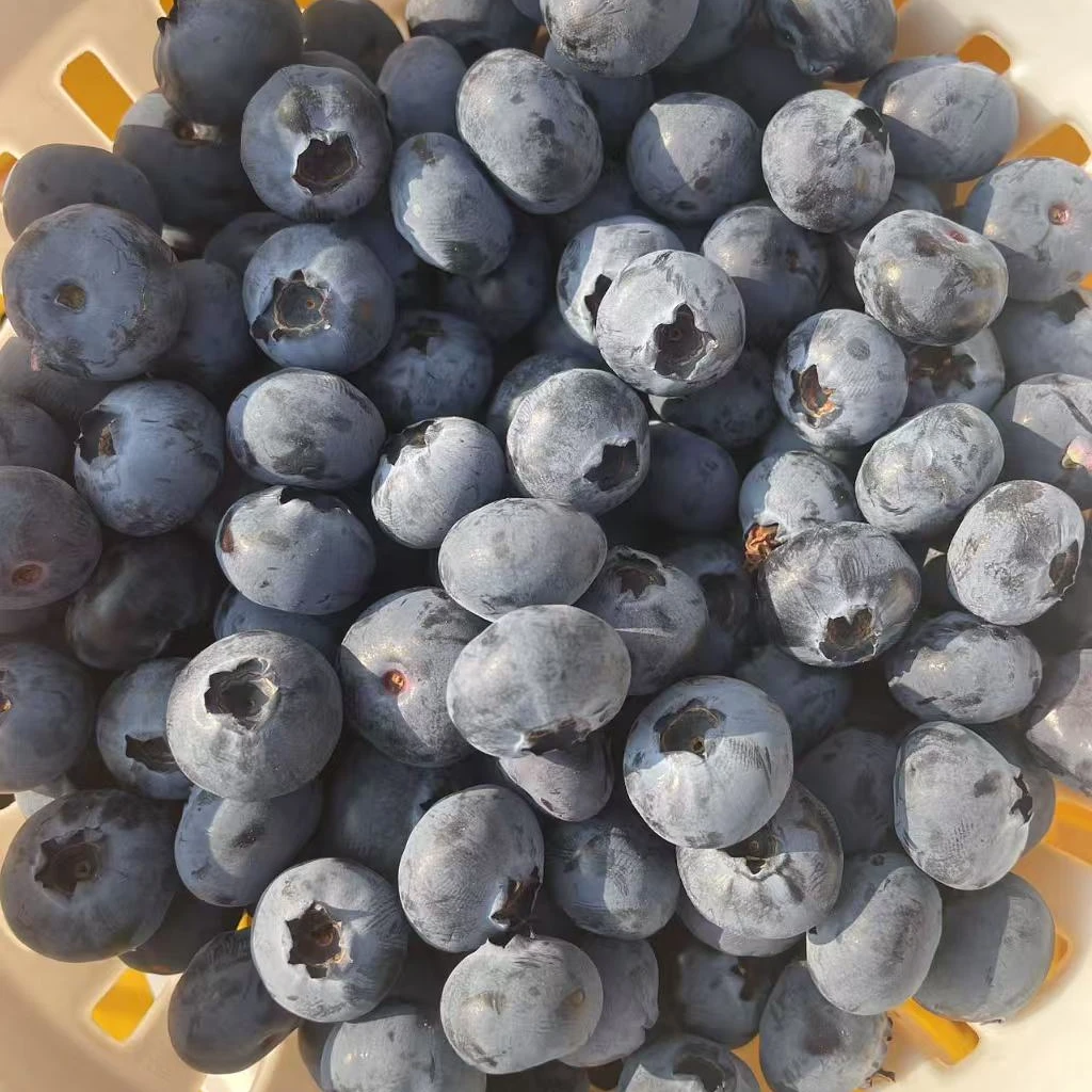 【顺丰快递】云南花香蓝莓 净重1/2斤 到货需冷藏保鲜 新鲜采摘