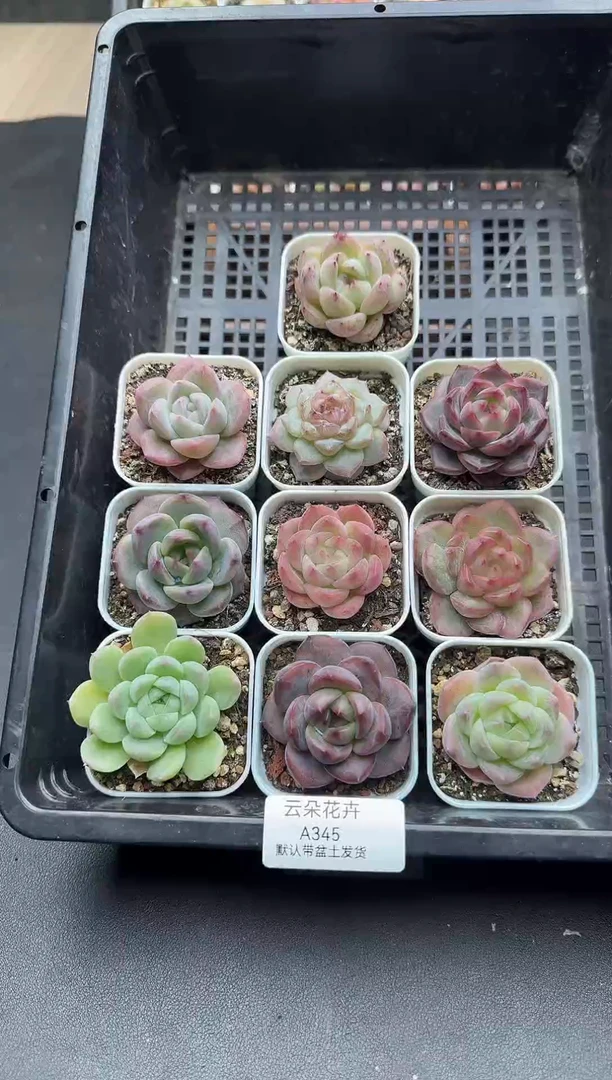 珍妮杂交多肉A345