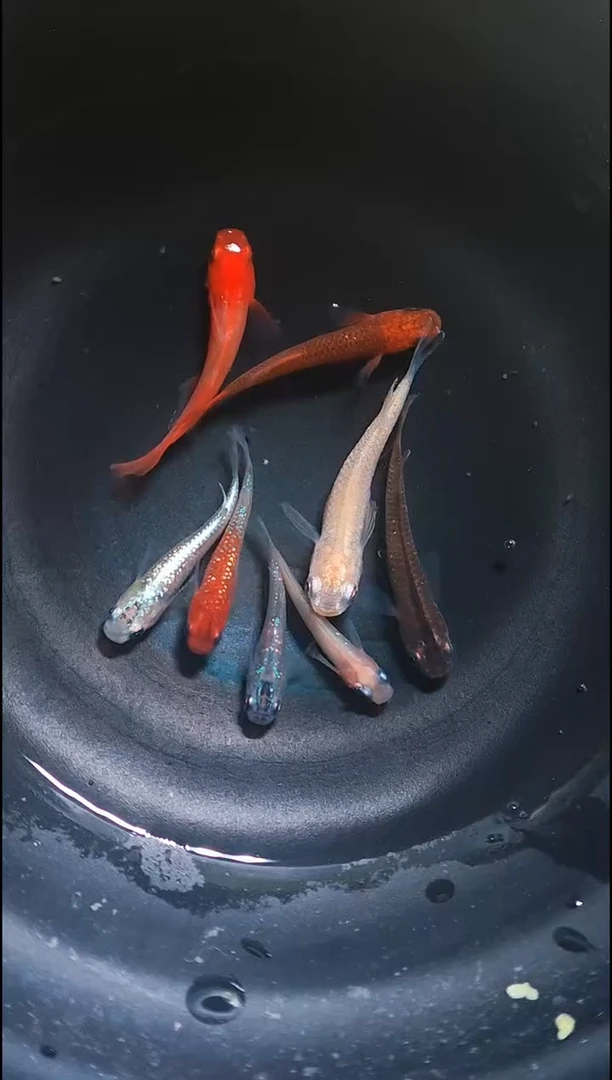 青鳉鱼观背青鳉001