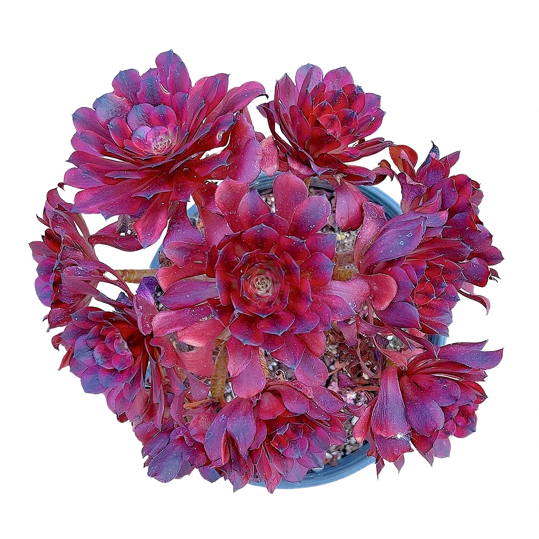 【美姬法师 一单包邮】星花怒放阳台露台办公绿植多肉栽种养护四季