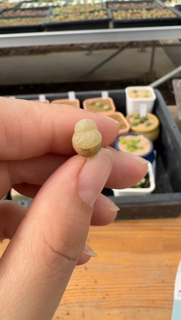 【闪购商品】2.5-11