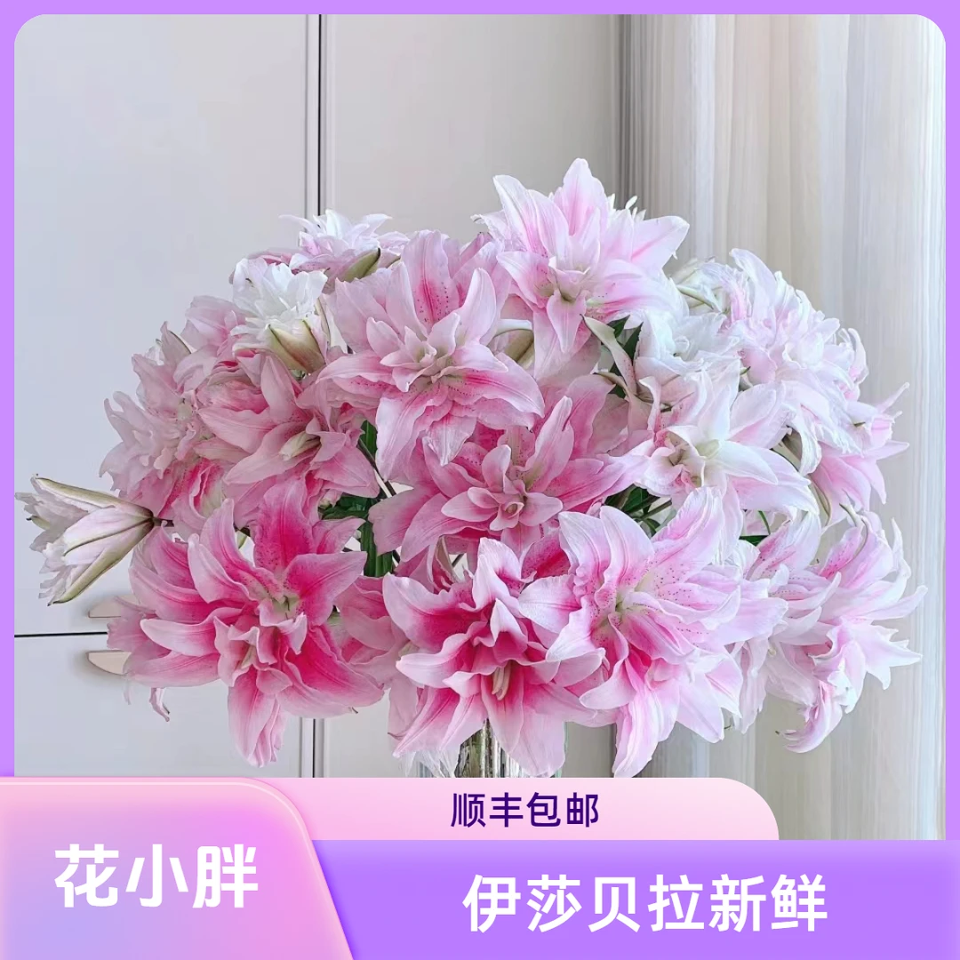 （伊莎贝拉）香水百合东北鲜花鲜些话养护家居原产地顺丰包邮多头