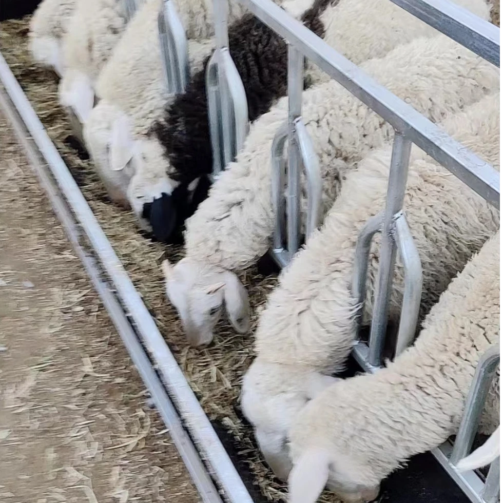 自带定位栏翻转式胶皮羊槽带颈夹羊食槽防抢食防打架羊颈夹羊槽