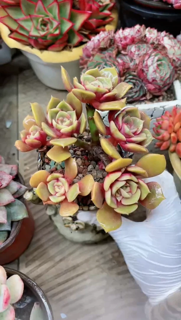 【闪购商品】19056