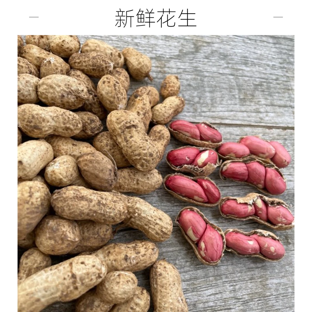 【试吃福利】2025新鲜现挖带壳可水煮现摘生吃生花生新鲜生吃甘甜