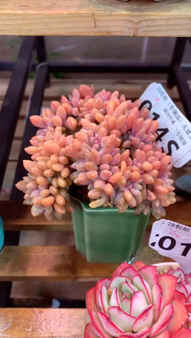 014S（一物一拍，精品多肉，所见即所得 ）