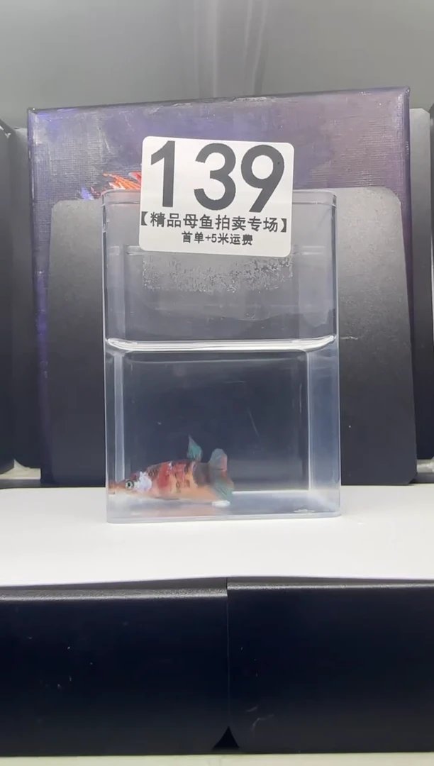 斗鱼母鱼编号：139