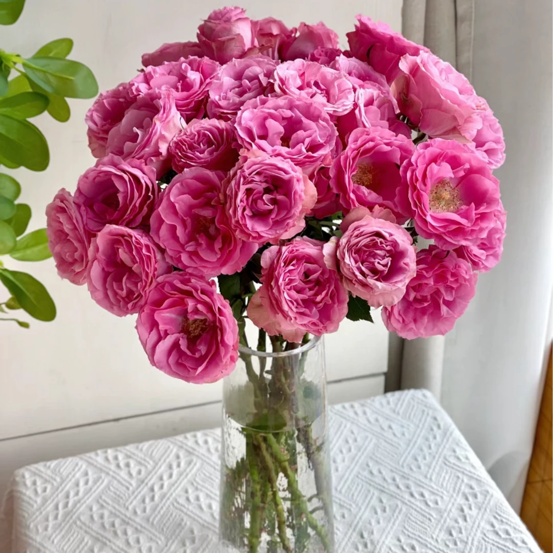 【A级 多头 美人鱼】玫瑰云南基地直发