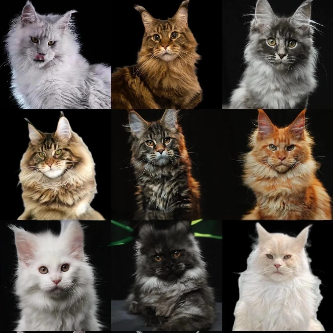 叁号宠业的缅因猫活体链接