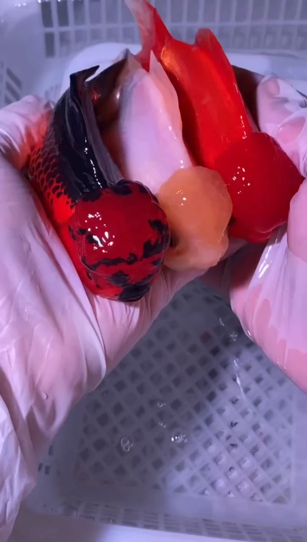 金鱼鱼之源一物一拍链接/无开箱视频不售后3