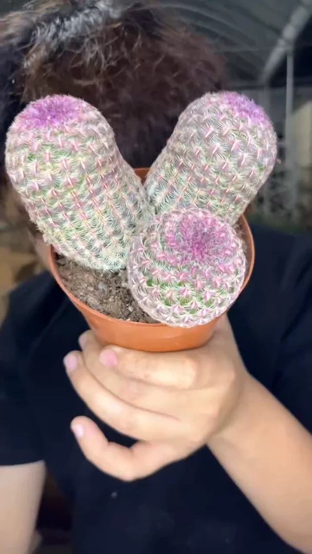 3头 红太阳【带根】