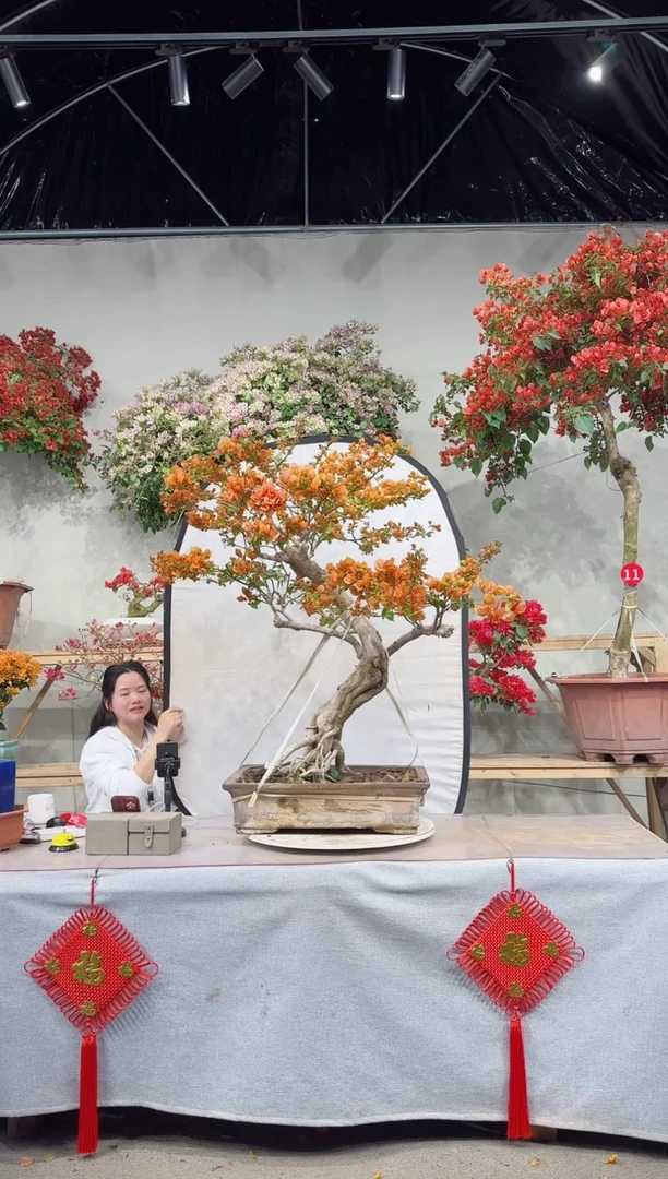 【闪购商品】盆景橙日落