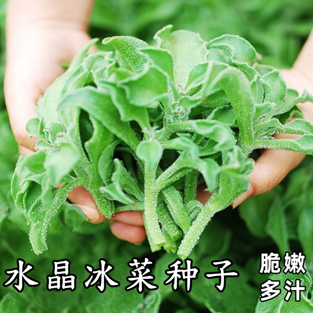【冰菜种子】家庭阳台小院四季种植盆栽地栽易种易活
