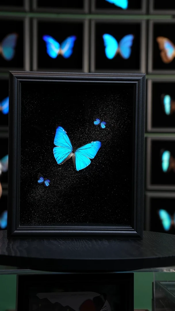 西风闪蝶+2雅灰蝶银河款10寸