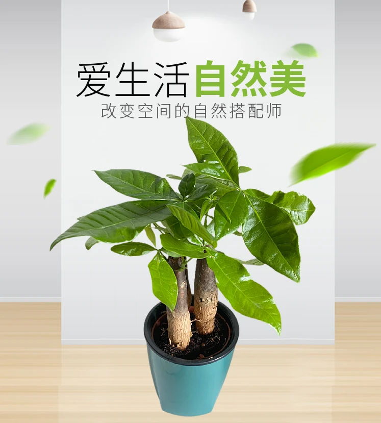【周年庆专属】三杆发财树水培盆栽办公室客厅室内桌面懒人植物