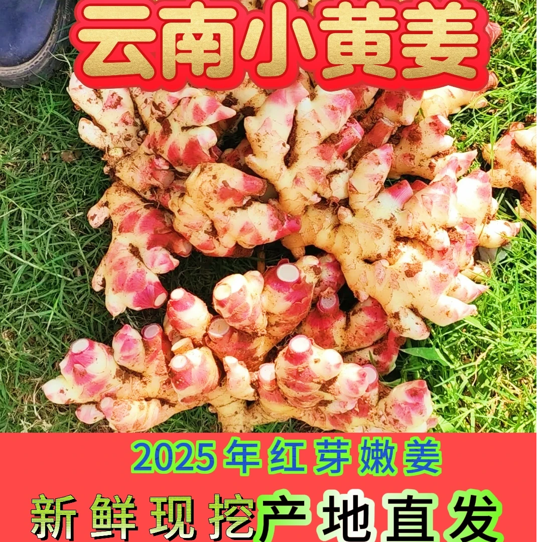 正宗云南小黄姜当季红芽嫩姜
