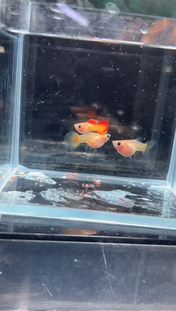 孔雀鱼14落日·······