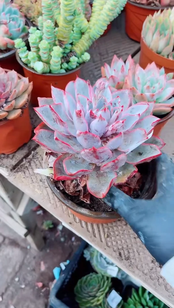 贰*13072多肉植物一物一拍