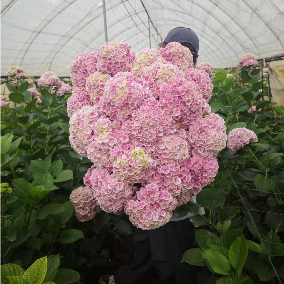 【稀有/小众/测试绣球鲜花】云南产地直发 | 新鲜采摘