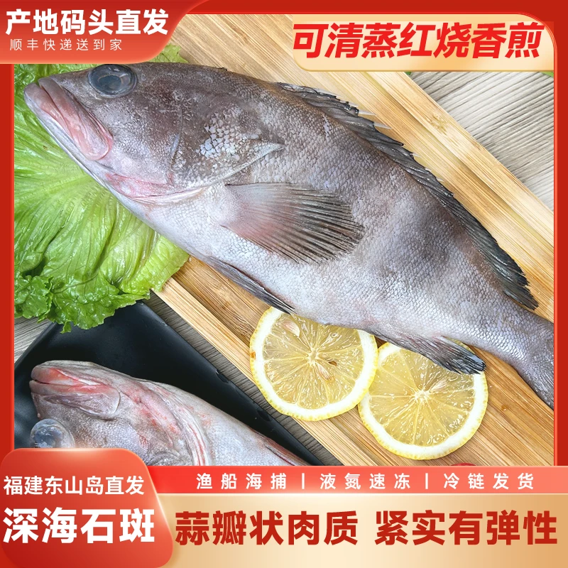 深海海捕石斑鱼 速冻发货 福建东山岛直发肉厚刺少不腥不柴深海鱼