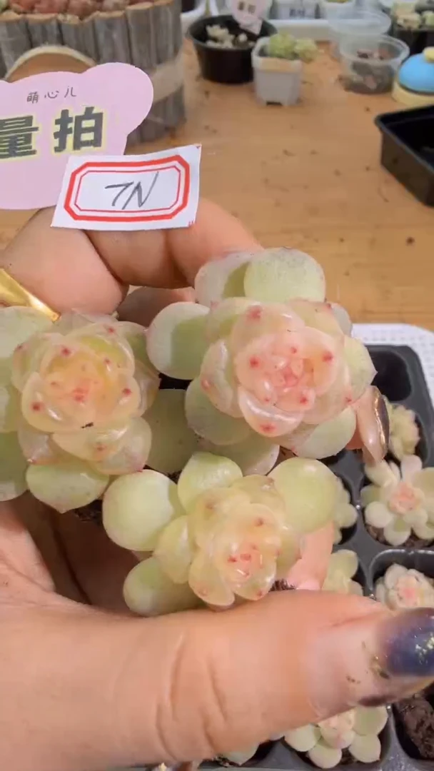 TN单双混 3颗量拍混发 满9.9包邮