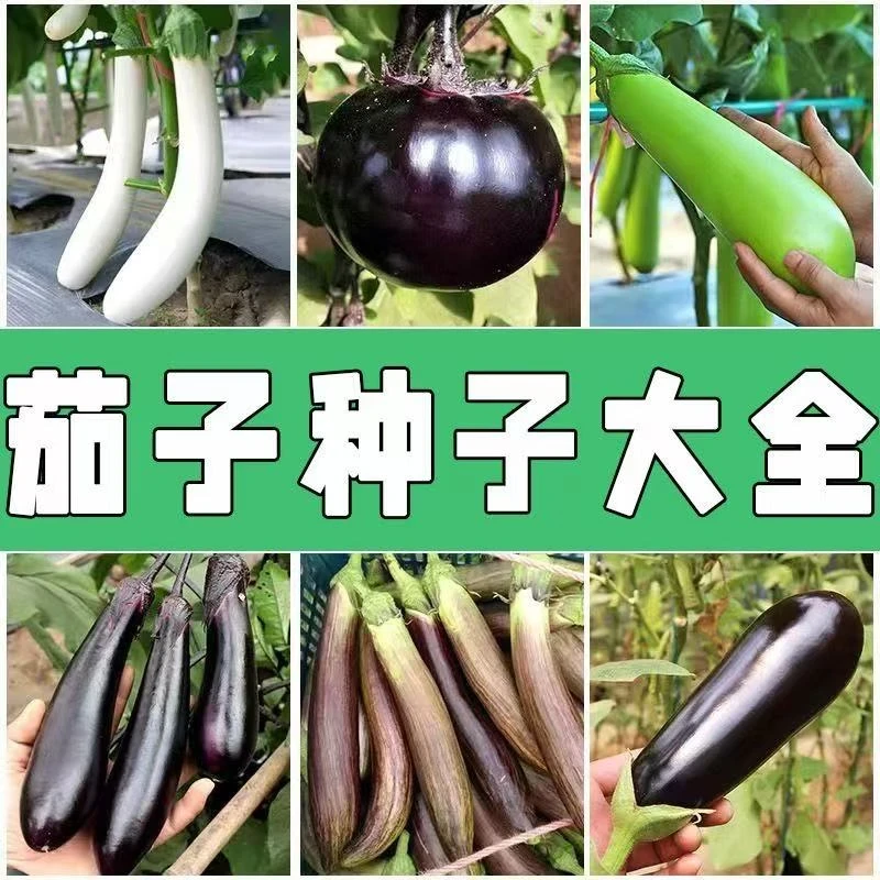 【全店满5元包邮】茄子大全种子茄子种子露天高产大棚春秋