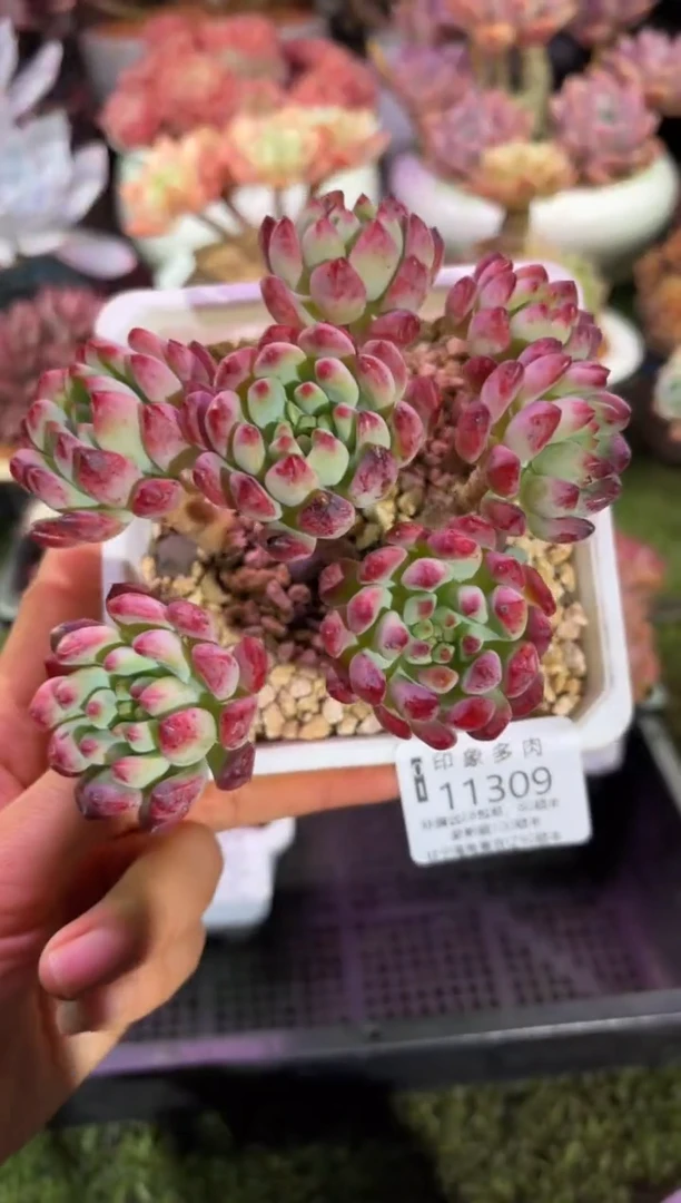 【闪购商品】11309