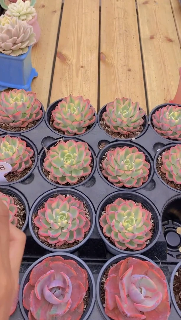 A788-雨滴锦单头脱土发（量拍）