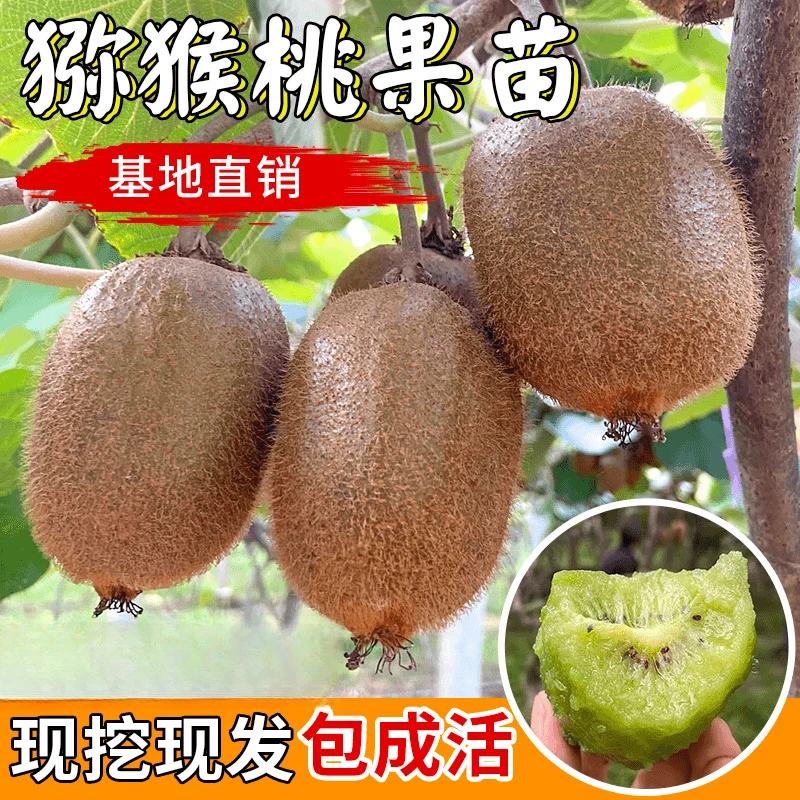 红心猕猴桃树果苗徐香软枣猕猴桃树苗当年结果南北方种植嫁接果树