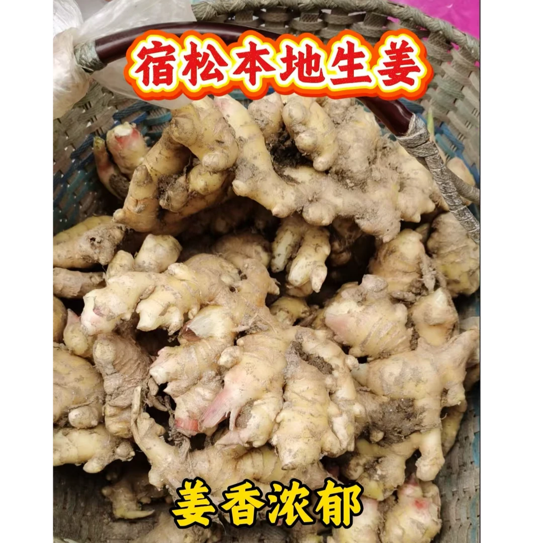 安徽宿松本地新鲜现挖生姜农家自种当年新货生姜
