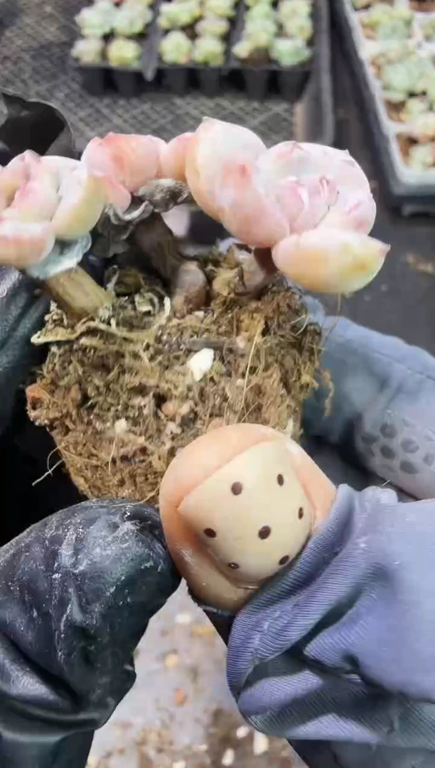 217号江北多肉-到手（1）棵