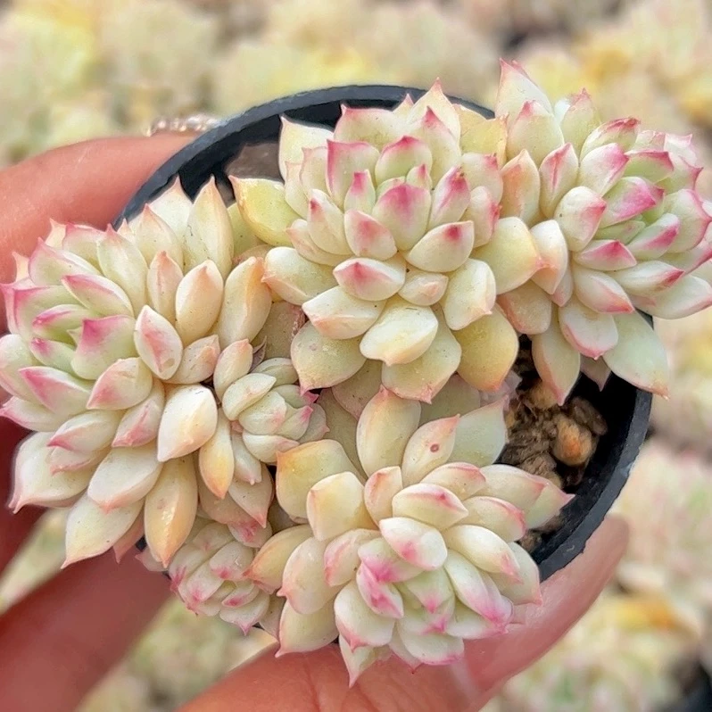 慢悠花房 小乔 办公室绿植园艺盆栽花卉庭院多肉植物