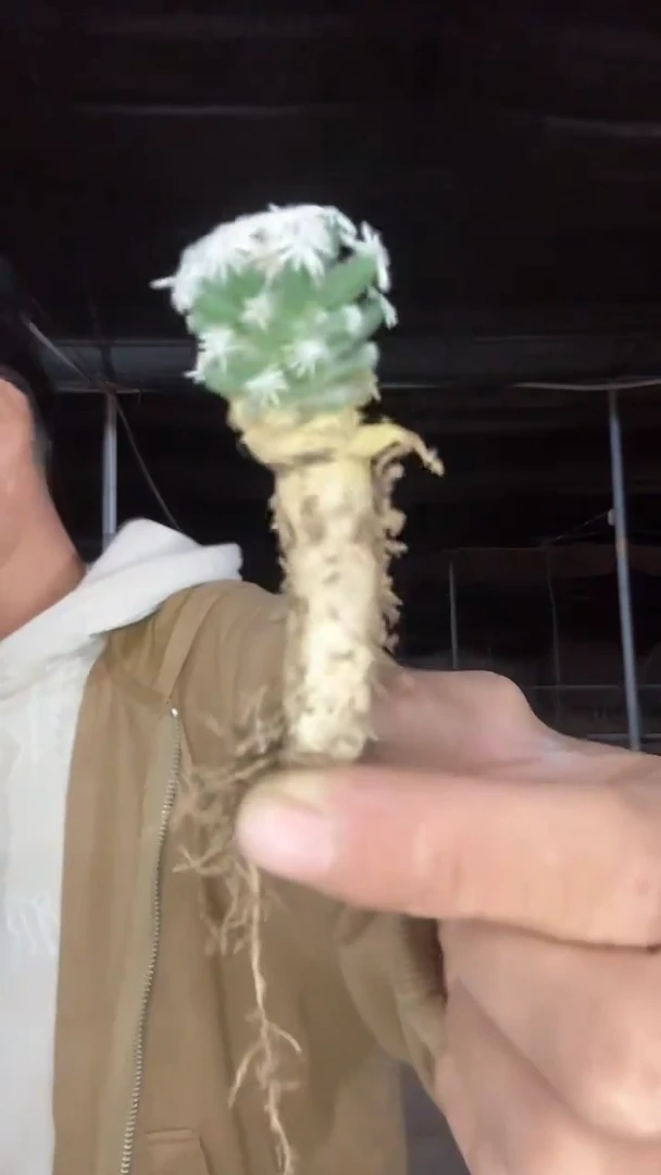 自根孤月丸39.99