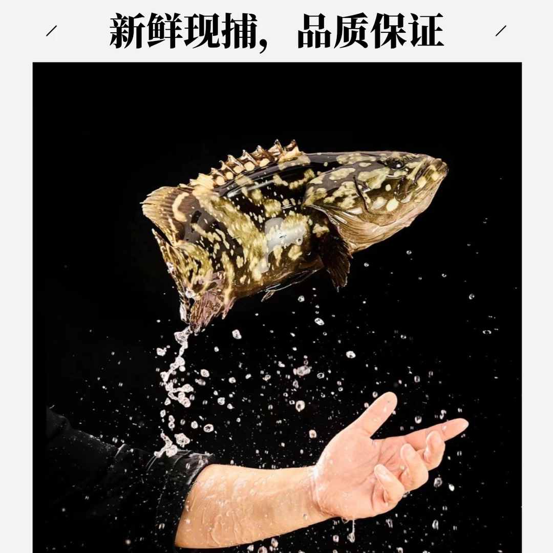 老虎斑1条1.2~1.4斤（默认宰杀）