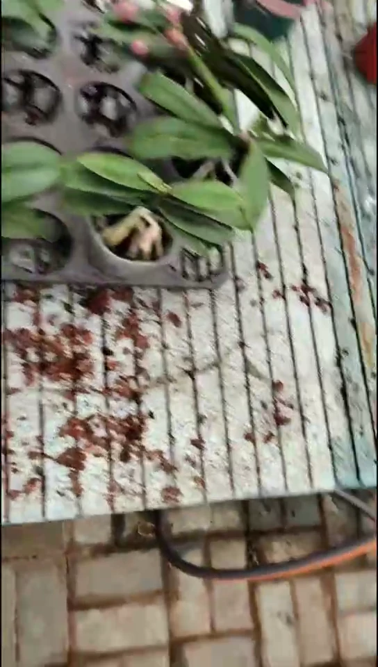 全部花朵福利亮亮