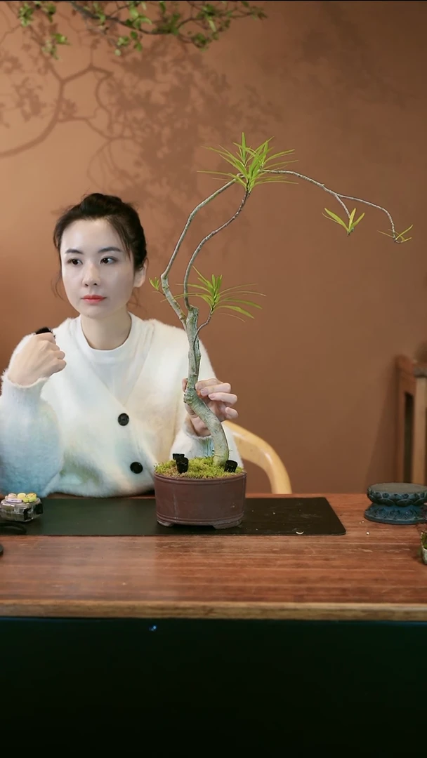 【闪购商品】盆景栀子花