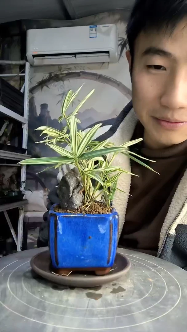 ?*芽中青园艺一物一拍125