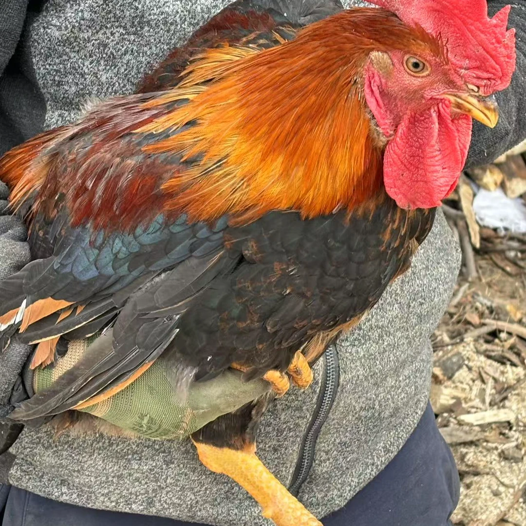 《整鸡链接》真活鸡现杀《8个月林下东北大公鸡》顺丰冷链正宗散养