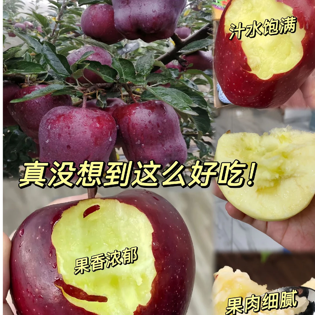 《次日达》甘肃天水花牛蛇果当季粉面红蛇果甘肃省