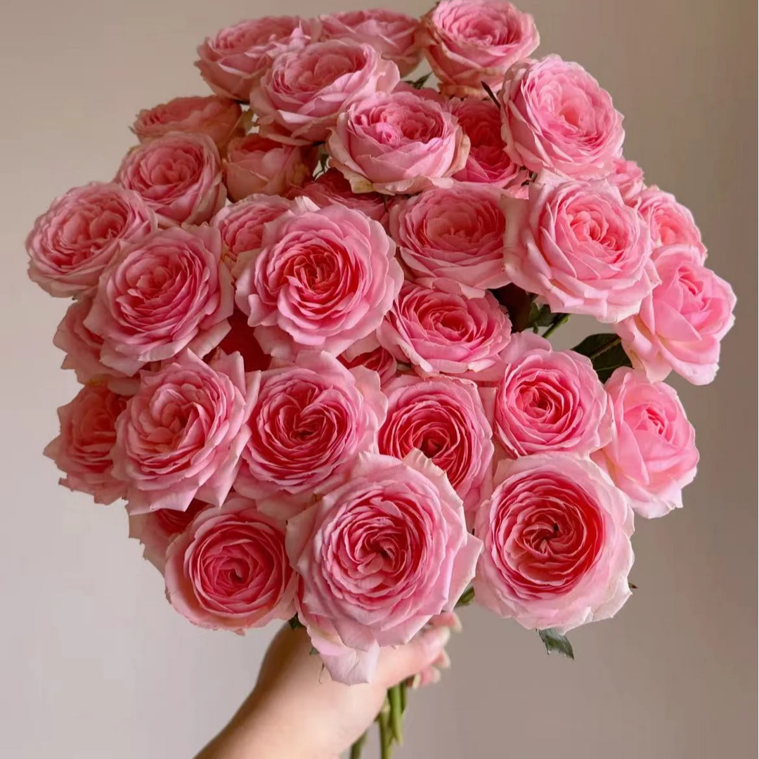 【一品花集】【西西里】超稀有多头玫瑰（注意：带包装醒花哦~）