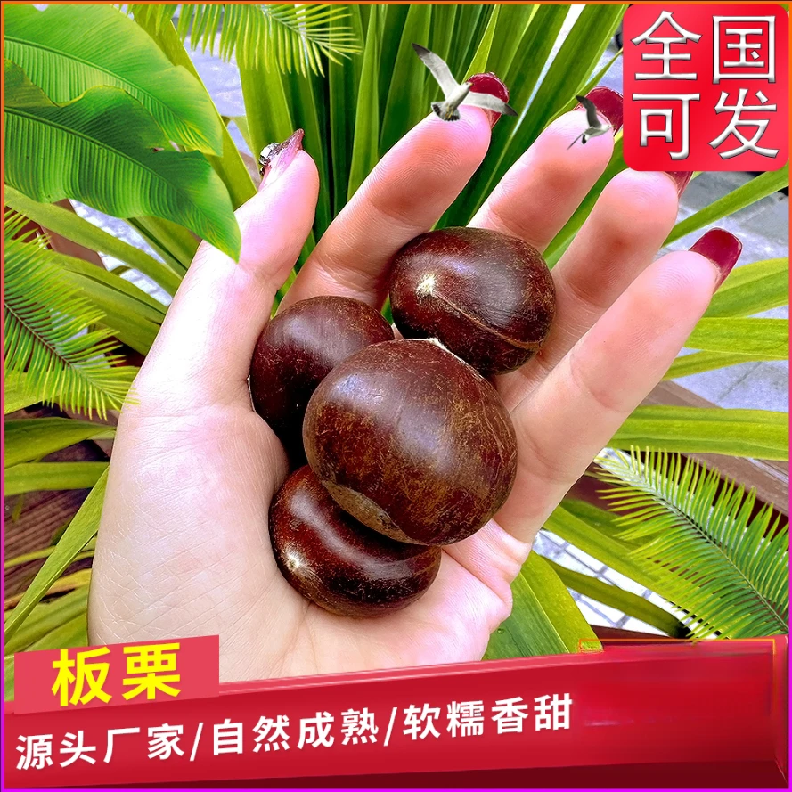 广西高山板栗油板栗自然成熟全国可发
