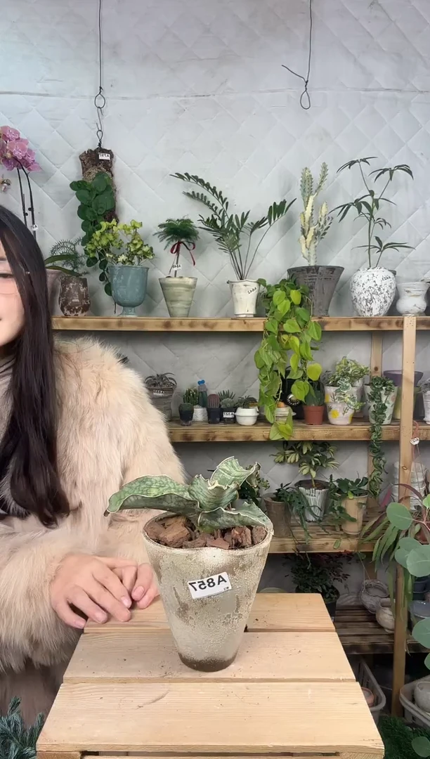 无花朵857龙翼虎皮兰加盆一套