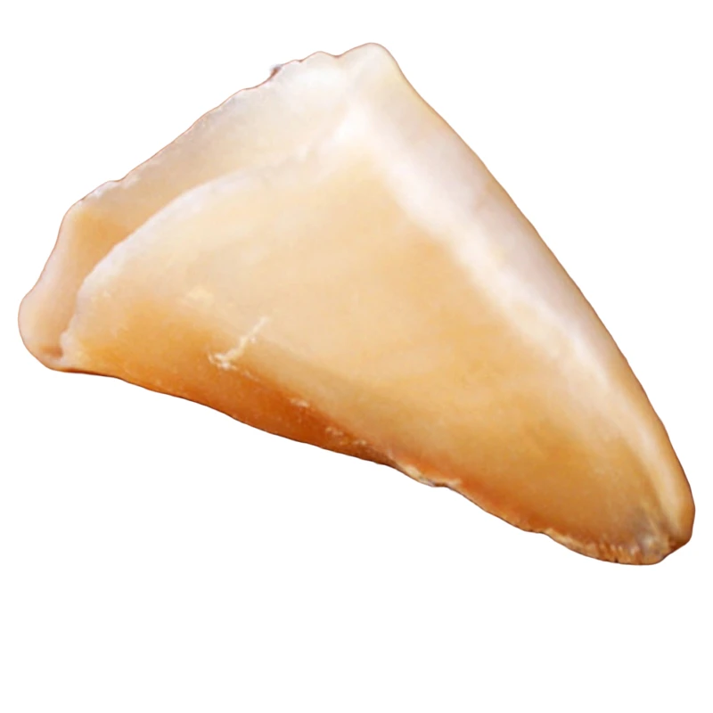 美国响螺（1个）