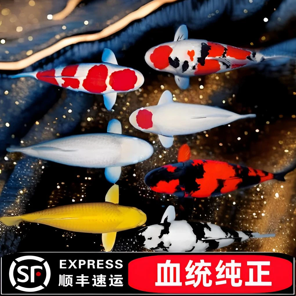 福鲤 直播专属链接