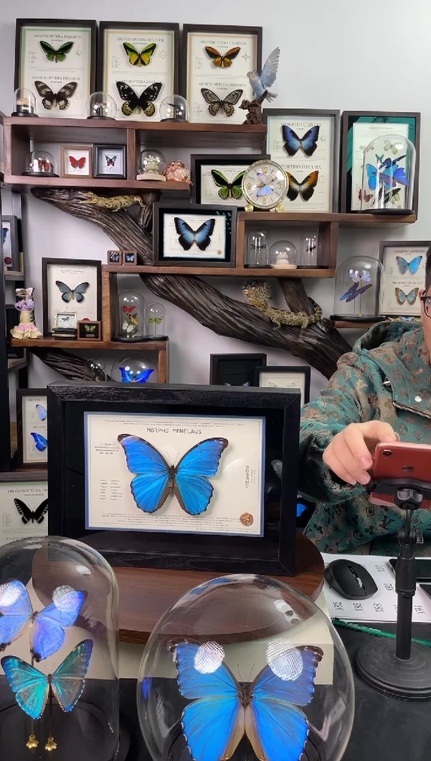 大蓝闪蝶-横向悬浮款【A4平面框】瑕丝