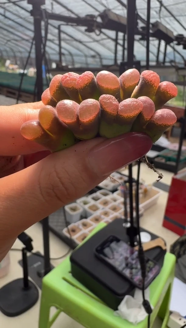 30-7多肉植物肉锥粉红雪山一颗