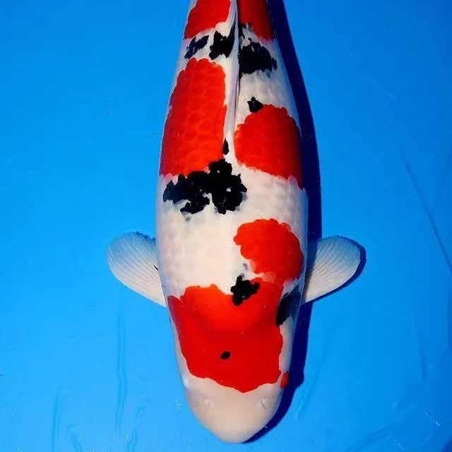 观赏鱼血统锦鲤鱼