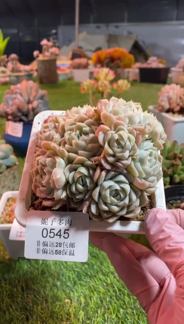 【闪购商品】0545a