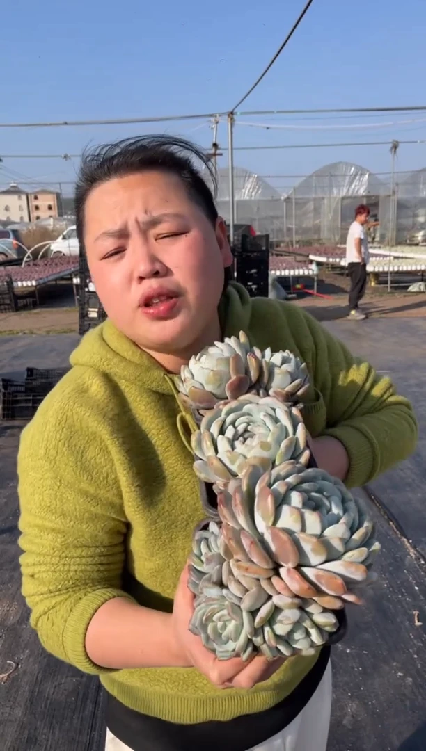 【闪购商品】1-四头梦露加1单1双9.99